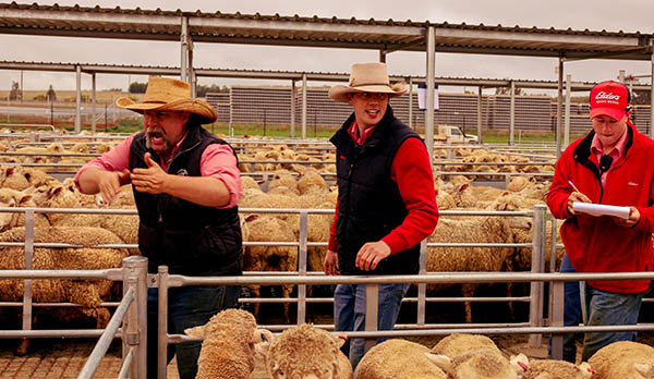 three_livestock_auctioneers_in_yards Auctioneer in full flight while two attendants watch
