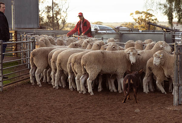 rounding_up_some_sheep rounding_up_some_sheep