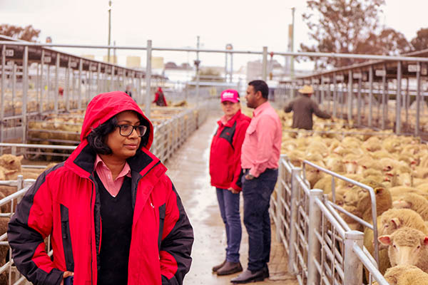 three staff in a sheep saleyard